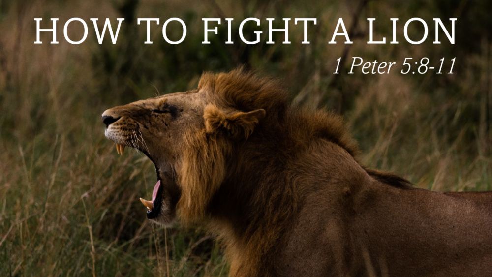 How To Fight A Lion Image