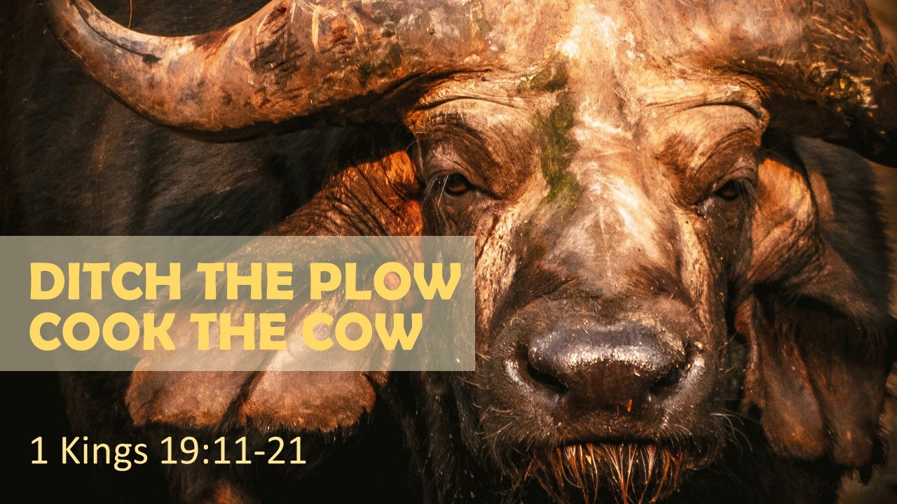 Ditch the Plow, Cook the Cow Image