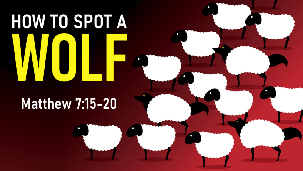 How to Spot a Wolf Image