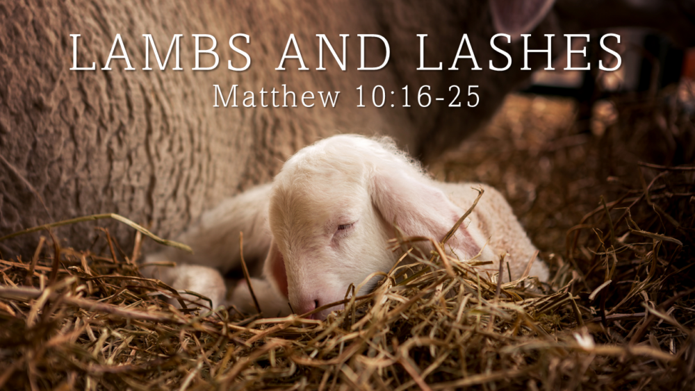 Lambs and Lashes Image