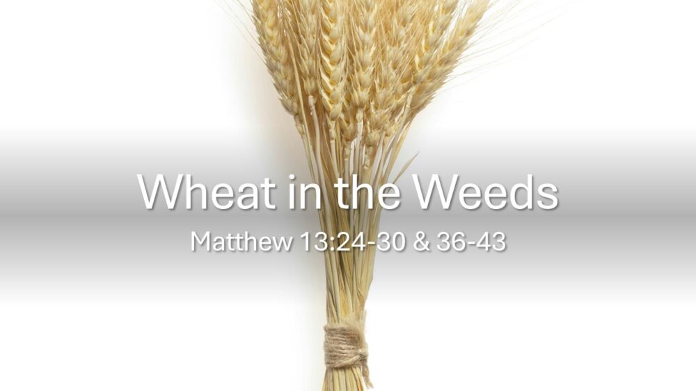 Wheat in the Weeds